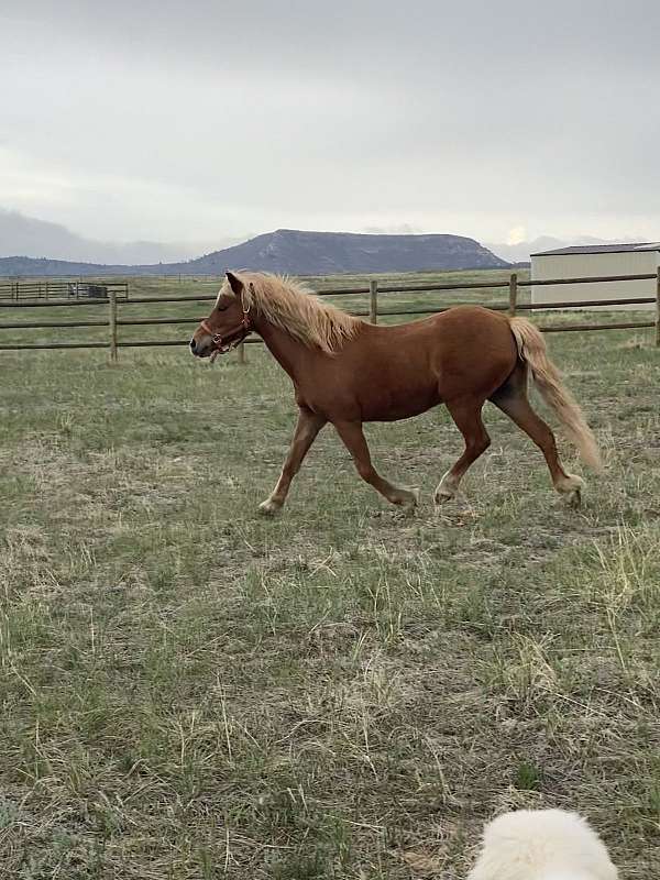 flaxen-mane-haflinger-pony