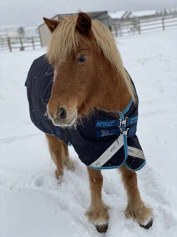 gymkhana-haflinger-pony
