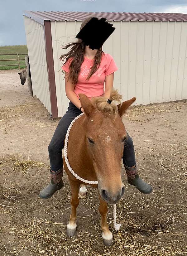 kid-safe-haflinger-pony