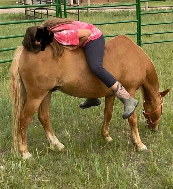 lesson-haflinger-pony