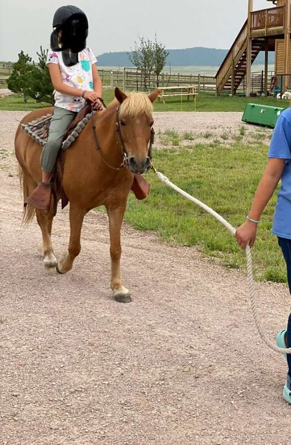 longe-line-haflinger-pony