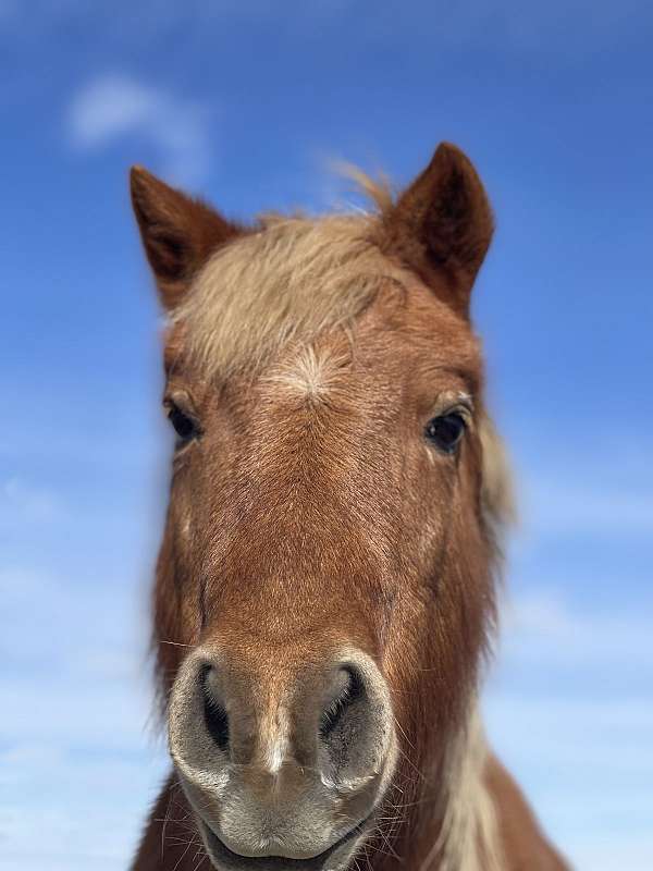 playday-haflinger-pony