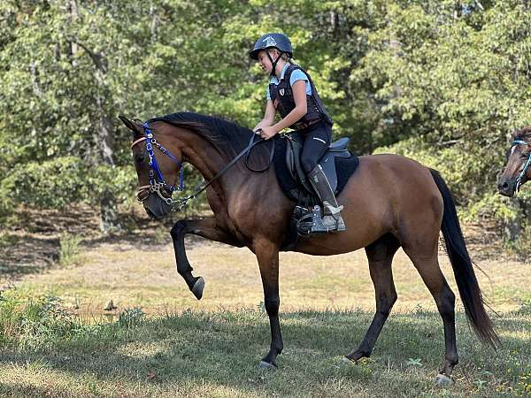 trained-arabian-half-horse