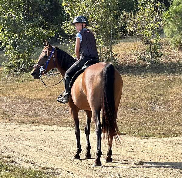 safe-arabian-half-horse