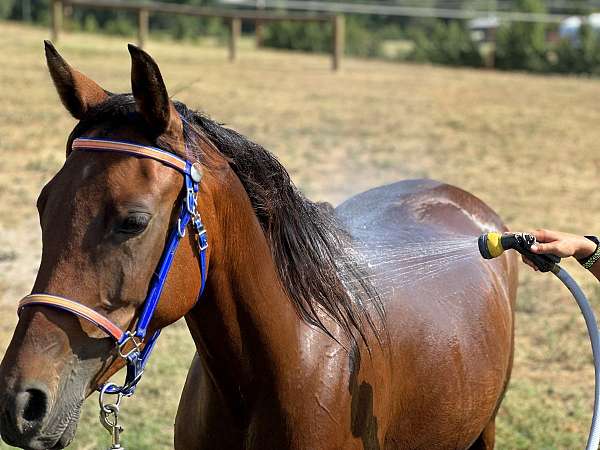 young-arabian-half-horse