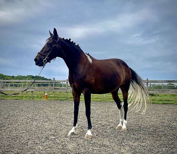 club-pony
