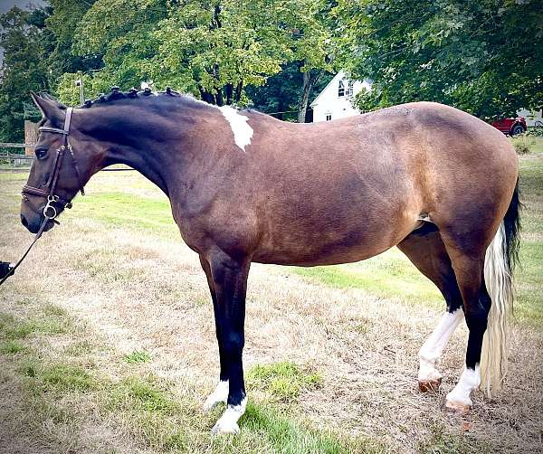 ambitious-pony