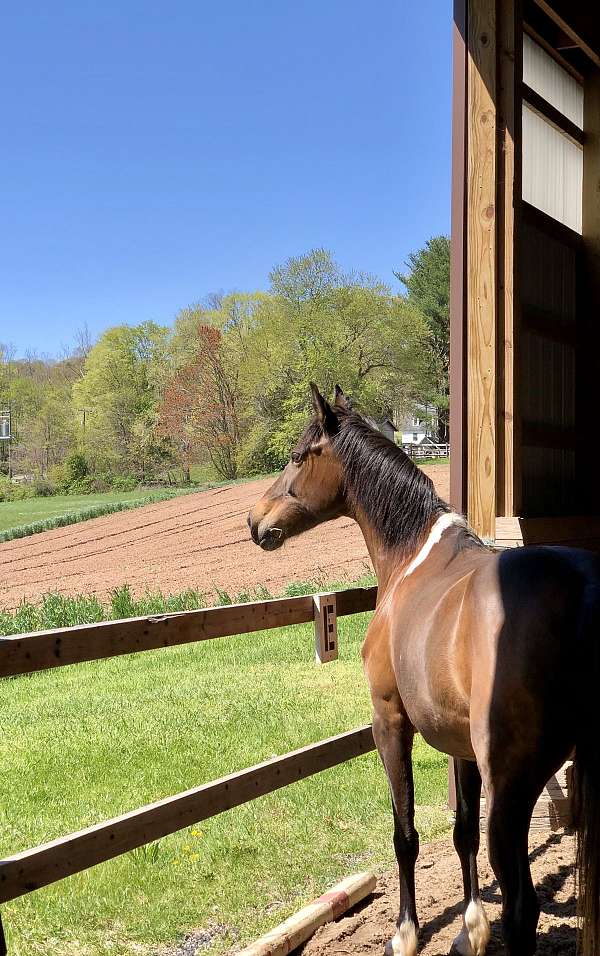 good-form-pony