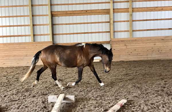 over-fences-pony
