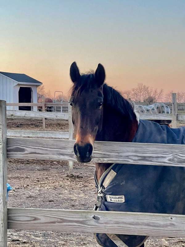 timid-rider-pony