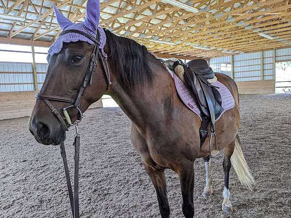 timid-pony