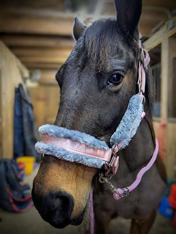 event-pony-mare