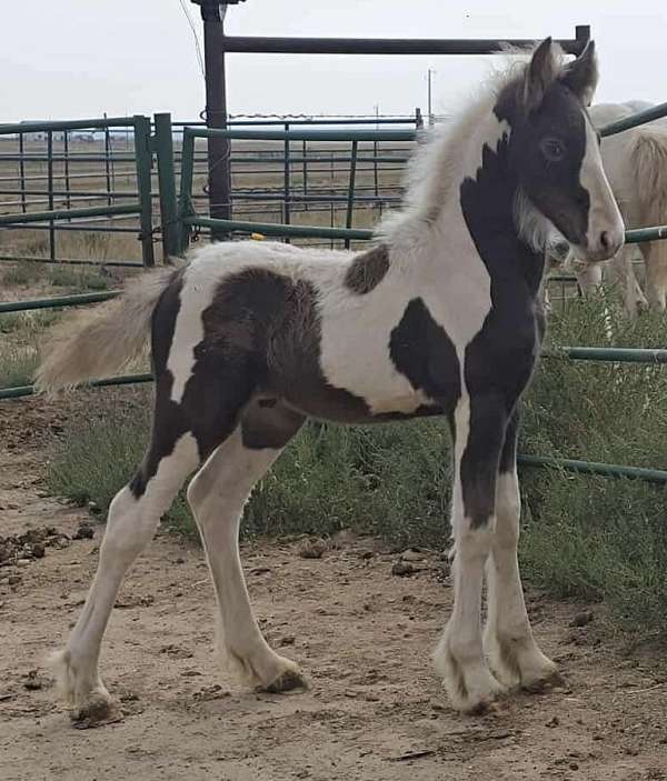 draft-flashy-colt