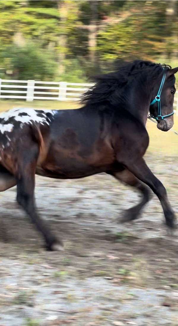 spotted-horse-warmblood