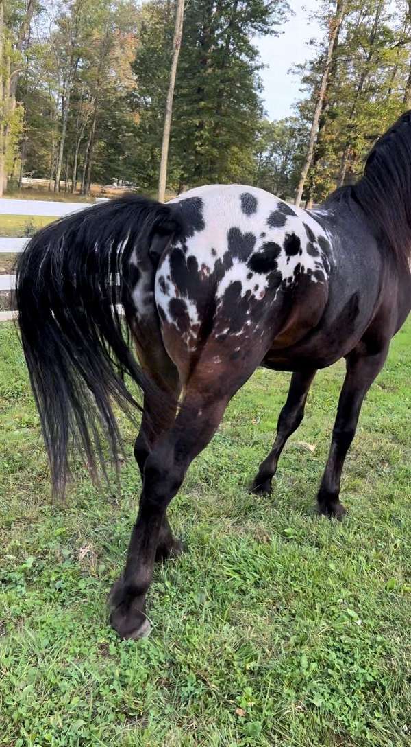 leopard-horse-warmblood