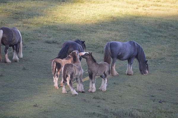 silb-chrome-horse