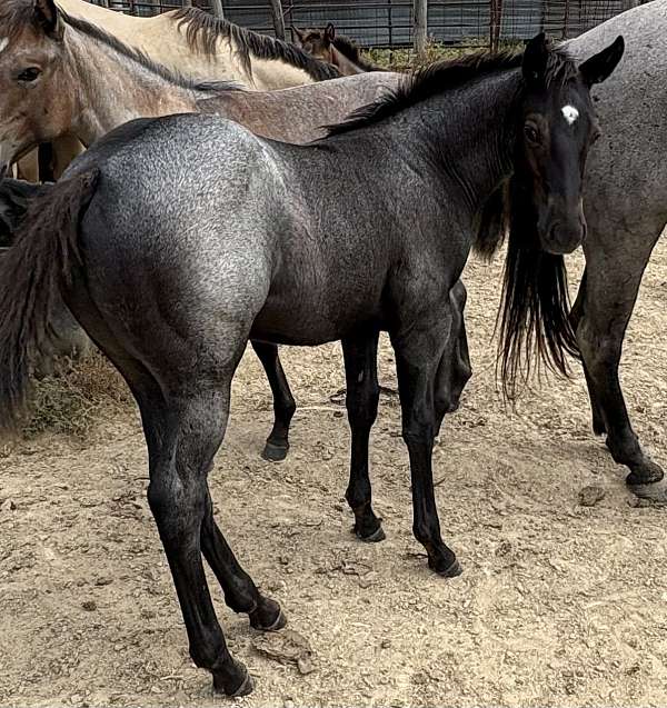 black-mane-tail3-white-stocking-horse
