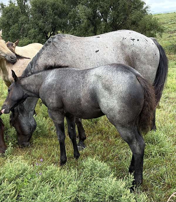 blue-roan-black-mane-tail3-white-stocking-horse
