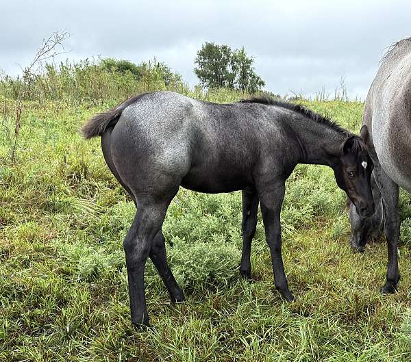 blue-roan-stallion-prospect-quarter-horse