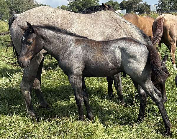 cowhorse-bred-quarter-horse