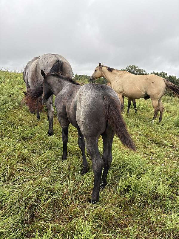 working-cowhorse-bred-quarter-horse