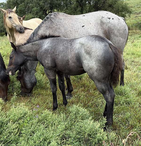 black-mane-tail3-white-stocking