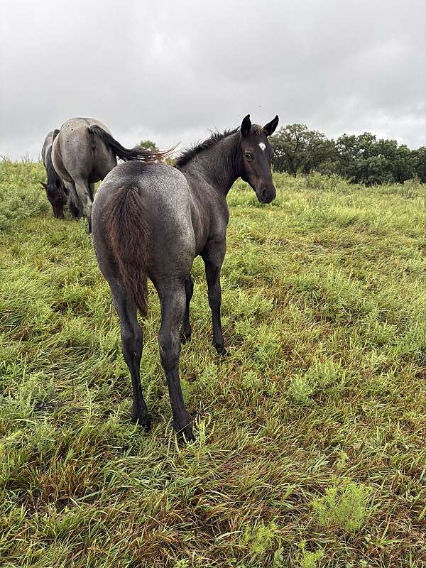 blue-roan-stallion-prospect-horse