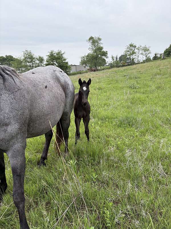 cowhorse-bred-horse