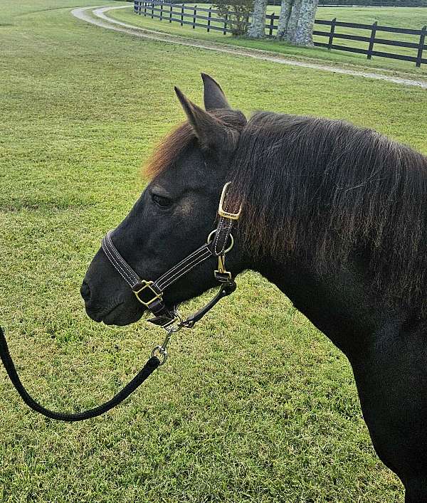 around-pony
