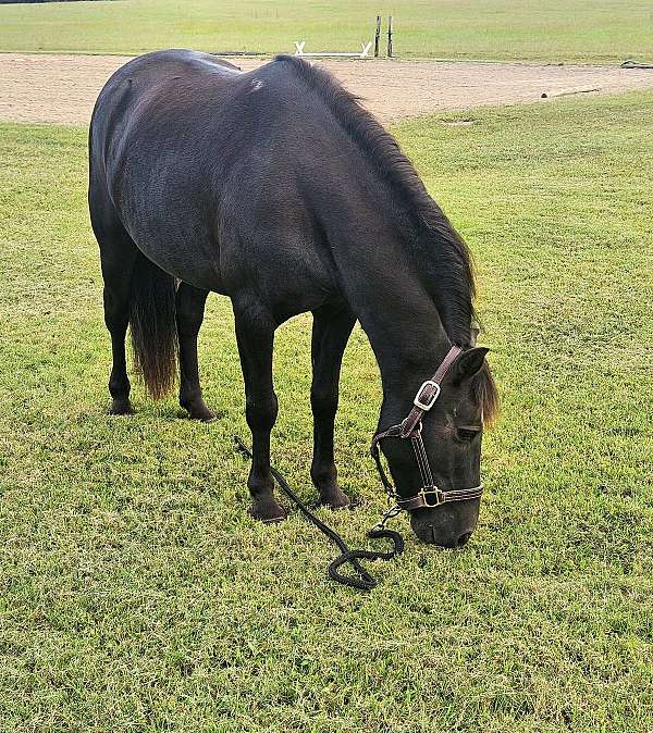 arena-pony