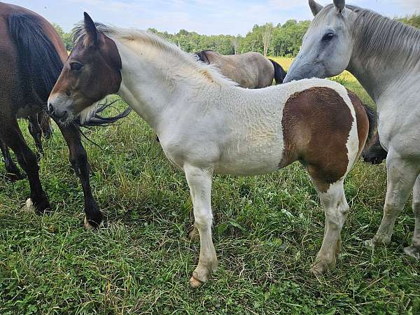 flashy-tri-color-gypsy-vanner-horse