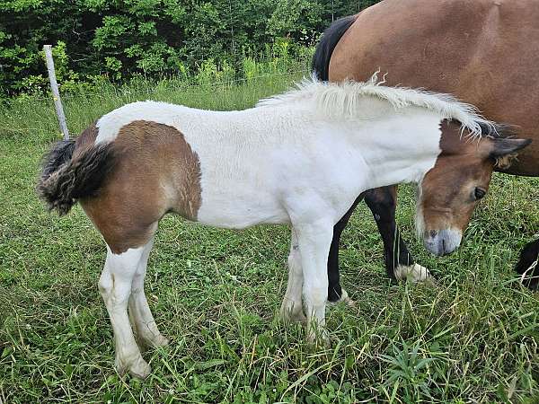 flashy-tri-color-filly
