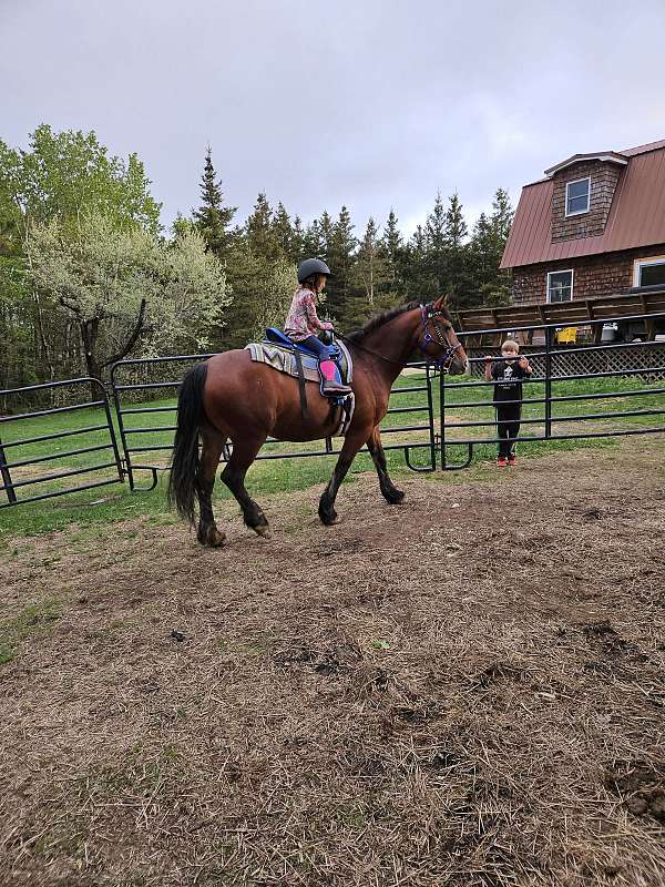 friesian-horse