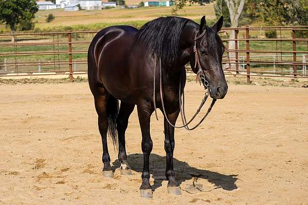 sport-horse-friesian