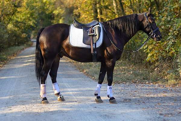 friesian-horse