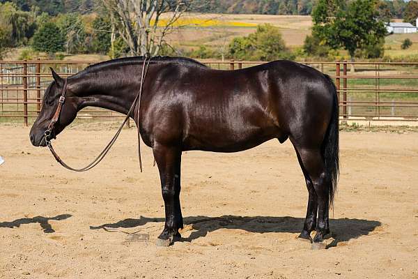 athletic-friesian-horse