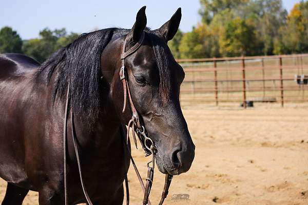 classical-friesian-horse