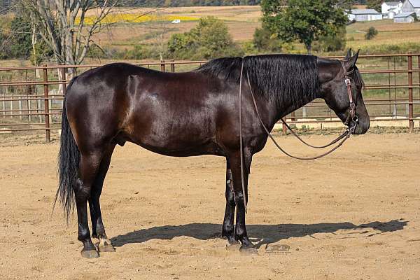 cross-friesian-horse