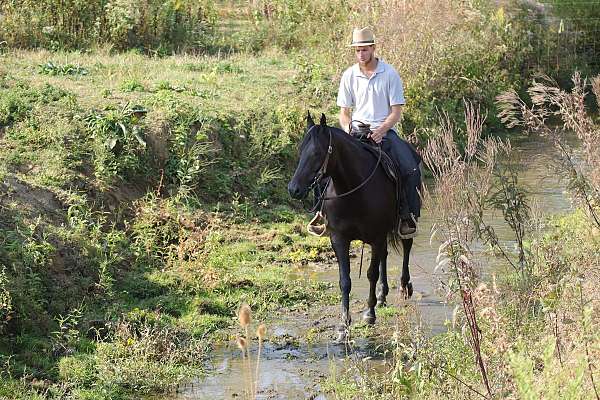 draft-friesian-horse
