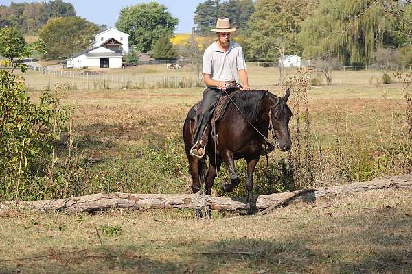 drill-team-friesian-horse