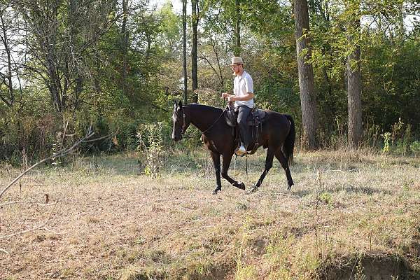 dressage-friesian-horse