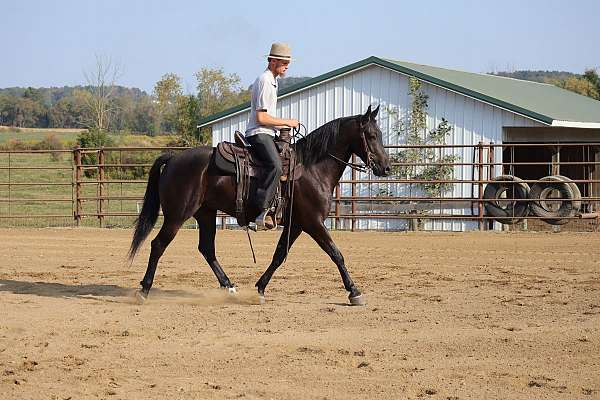 driving-friesian-horse