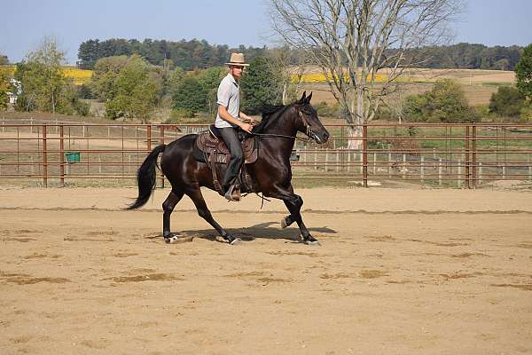 english-pleasure-friesian-horse