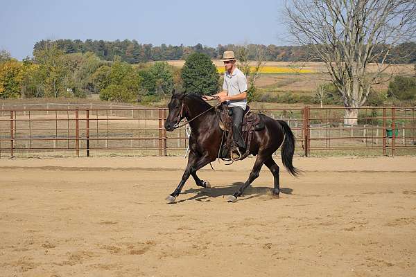 field-hunter-friesian-horse