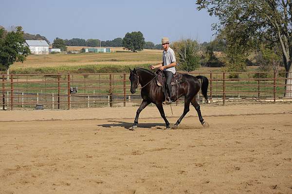 horsemanship-friesian-horse