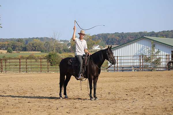 hunt-seat-equitation-friesian-horse