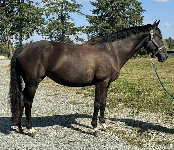 dressage-bred-warmblood-horse