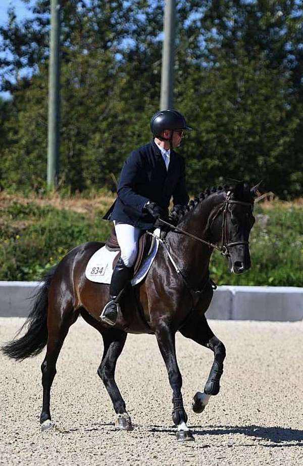 good-deal-warmblood-horse