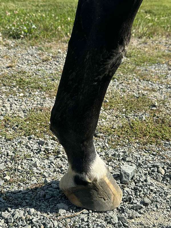 dressage-bred-horse