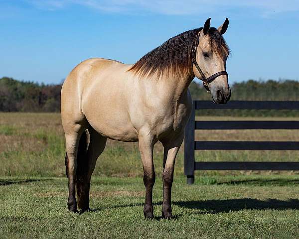 aqha-friesian-gelding